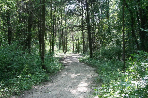 green forest with lots of trees and a dirt path 