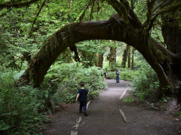 Hoh Rainforest Olympic National Park