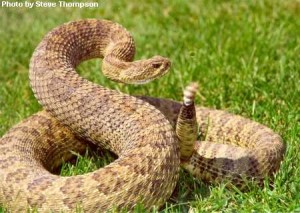 ASK THE EXPERT RATTLESNAKES ON THE TRAIL