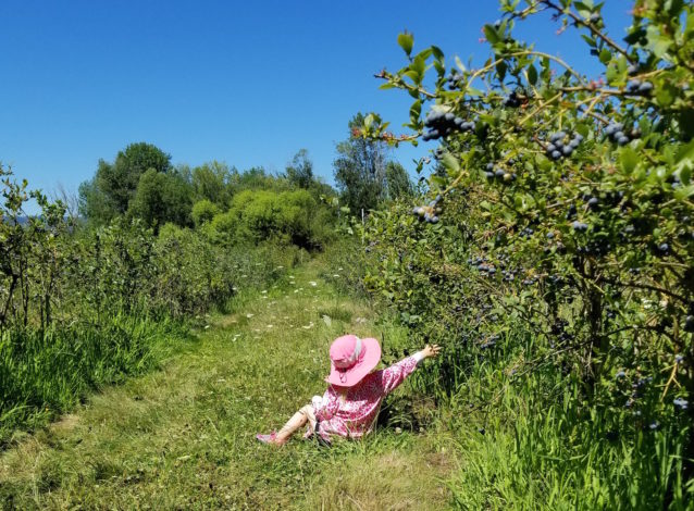 Child is picking berries.
