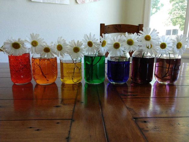 color changing flower activity