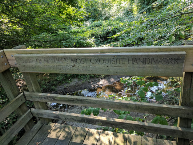 Conservationist Series: Rachel Carson by Jessica Nave for Hike it Baby
