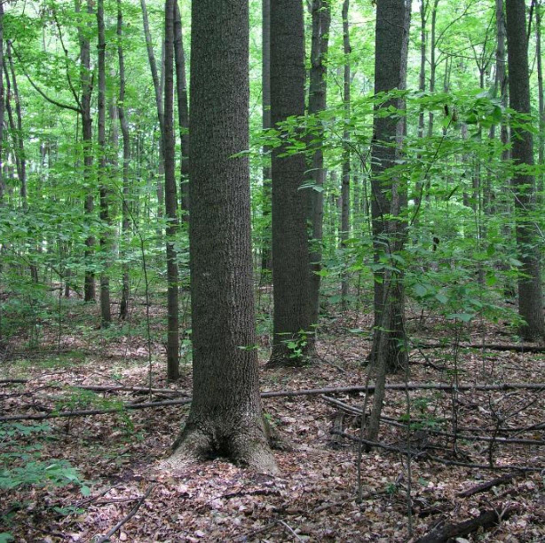 lush green forest with dead leaves on the ground