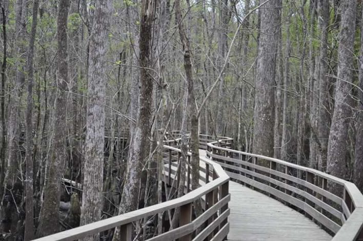 3 Stunning South Carolina Trails for Families with Young Children by Rebecca Her for Hike it Baby