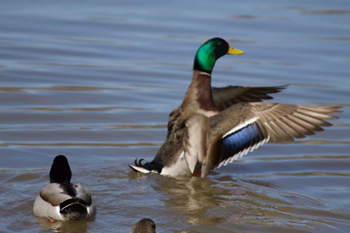 Conservationist Series- John Audobon by Jessica Nave for Hike it Baby (image of 2 Mallard ducks)