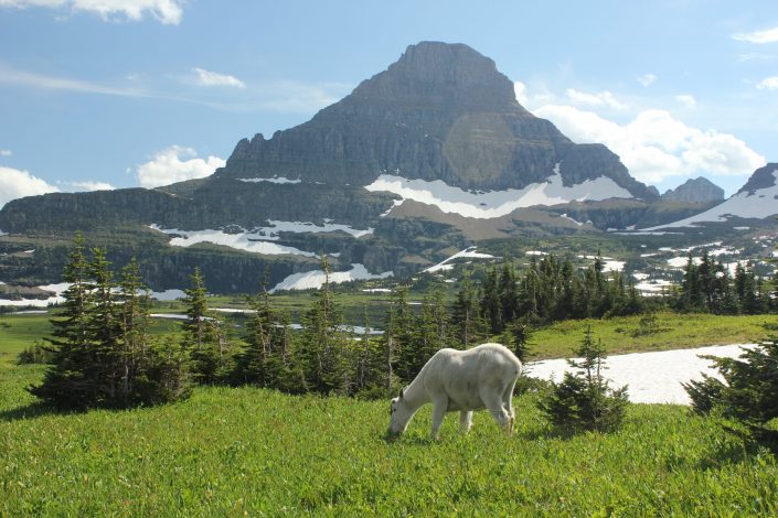 10 Unforgettable things to do in Glacier National Park with kids by Steven Smith for Hike it Baby