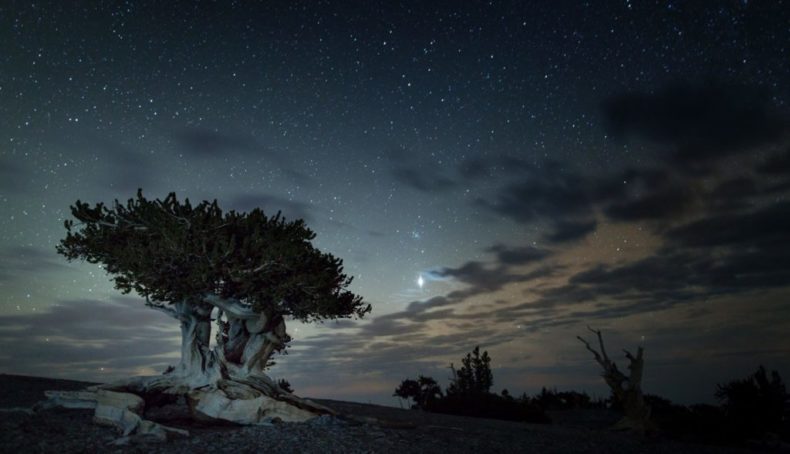 great-basin-nps-public-domain-bristlecone-pine-1024x588 (3)