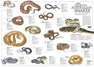 Snake_poster_2009.pdf