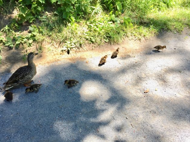 5 Reasons why it's a bad idea to feed waterfowl by Rebecca Hosley for Hike it Baby