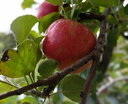 Making the Most Out of Apple Picking by Jessica Nave for Hike it Baby