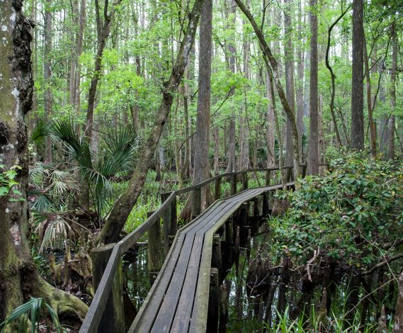 3 Hikes for families with young children in Florida by Vong Hamilton for Hike it Baby