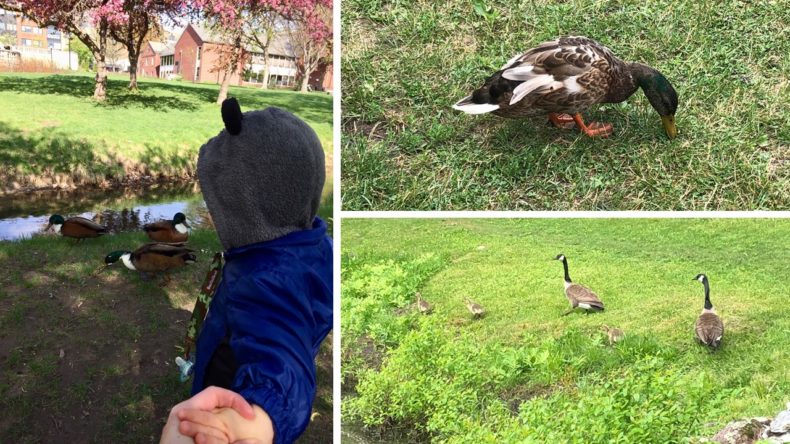 5 Reasons why it's a bad idea to feed waterfowl by Rebecca Hosley for Hike it Baby