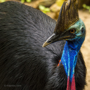 Animal Encounters Australia 3