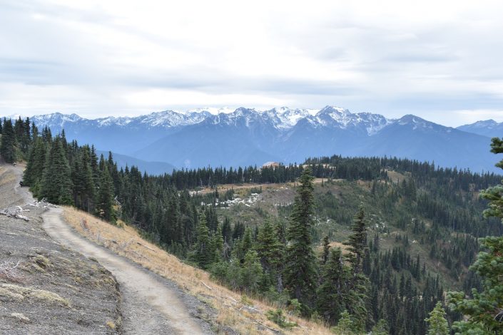 Hurricane Ridge Olympic National Park