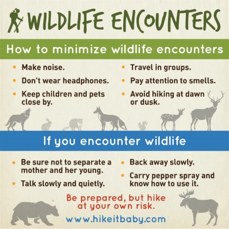 Wildlife encounter by Erin Pennings for Hike it Baby